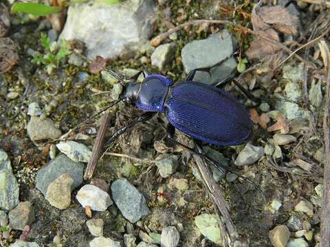 Image of Carabus (Morphocarabus) regalis Fischer von Waldheim 1820