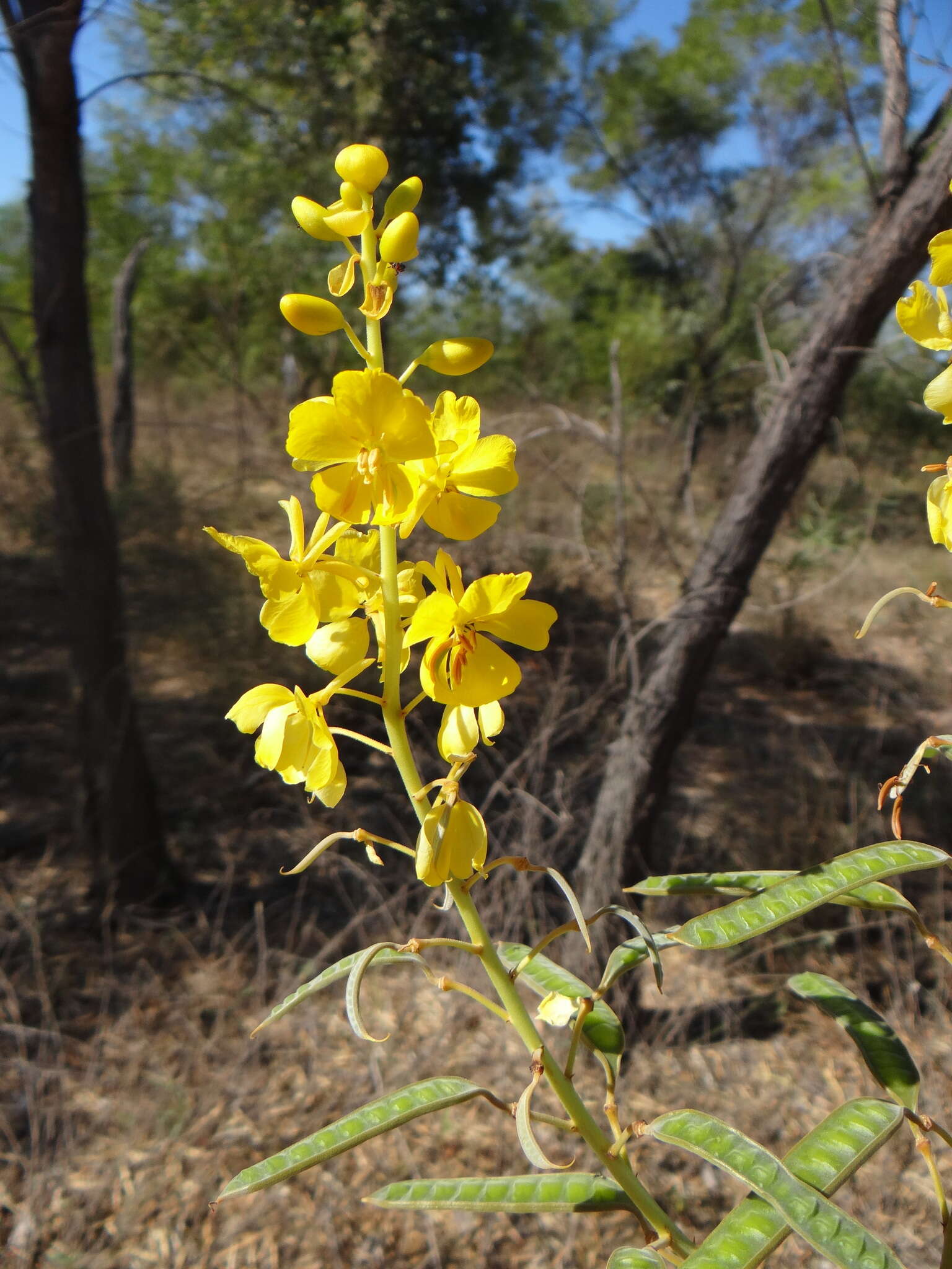 Image of <i>Senna venusta</i>