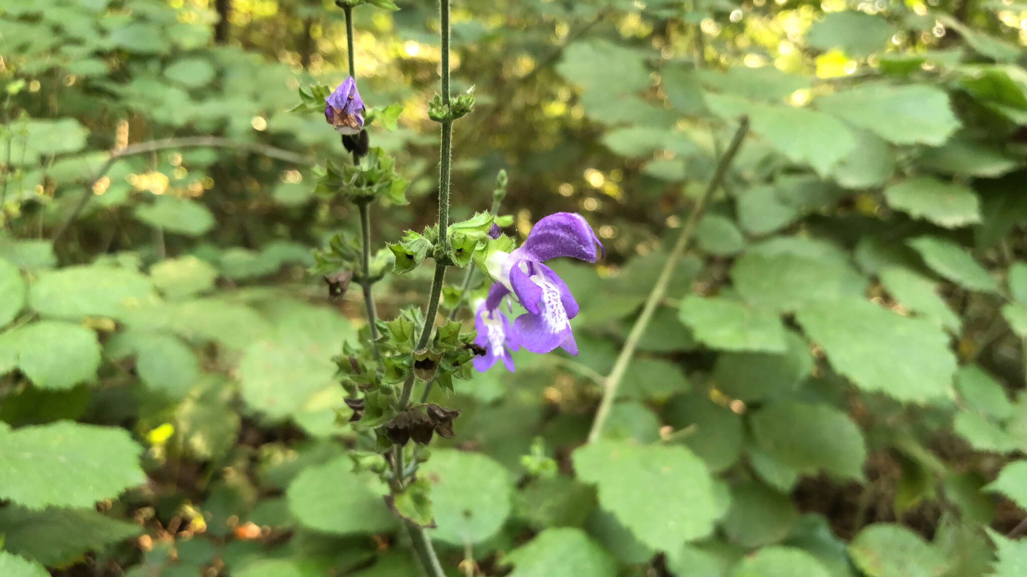 Imagem de Salvia forskaehlei L.