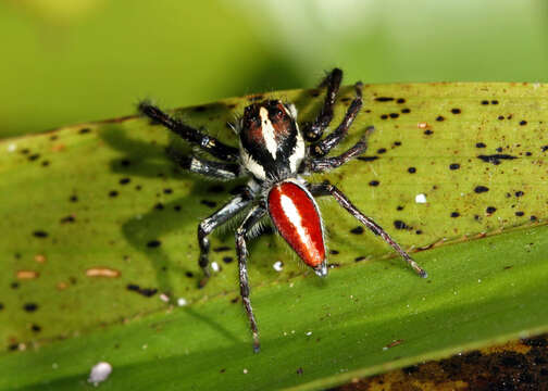 Image of Frigga pratensis (Peckham & Peckham 1885)