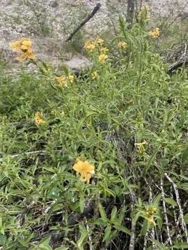 Image of Barleria senensis Klotzsch