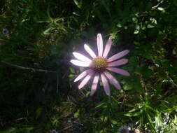 Image of Tennessee purple coneflower