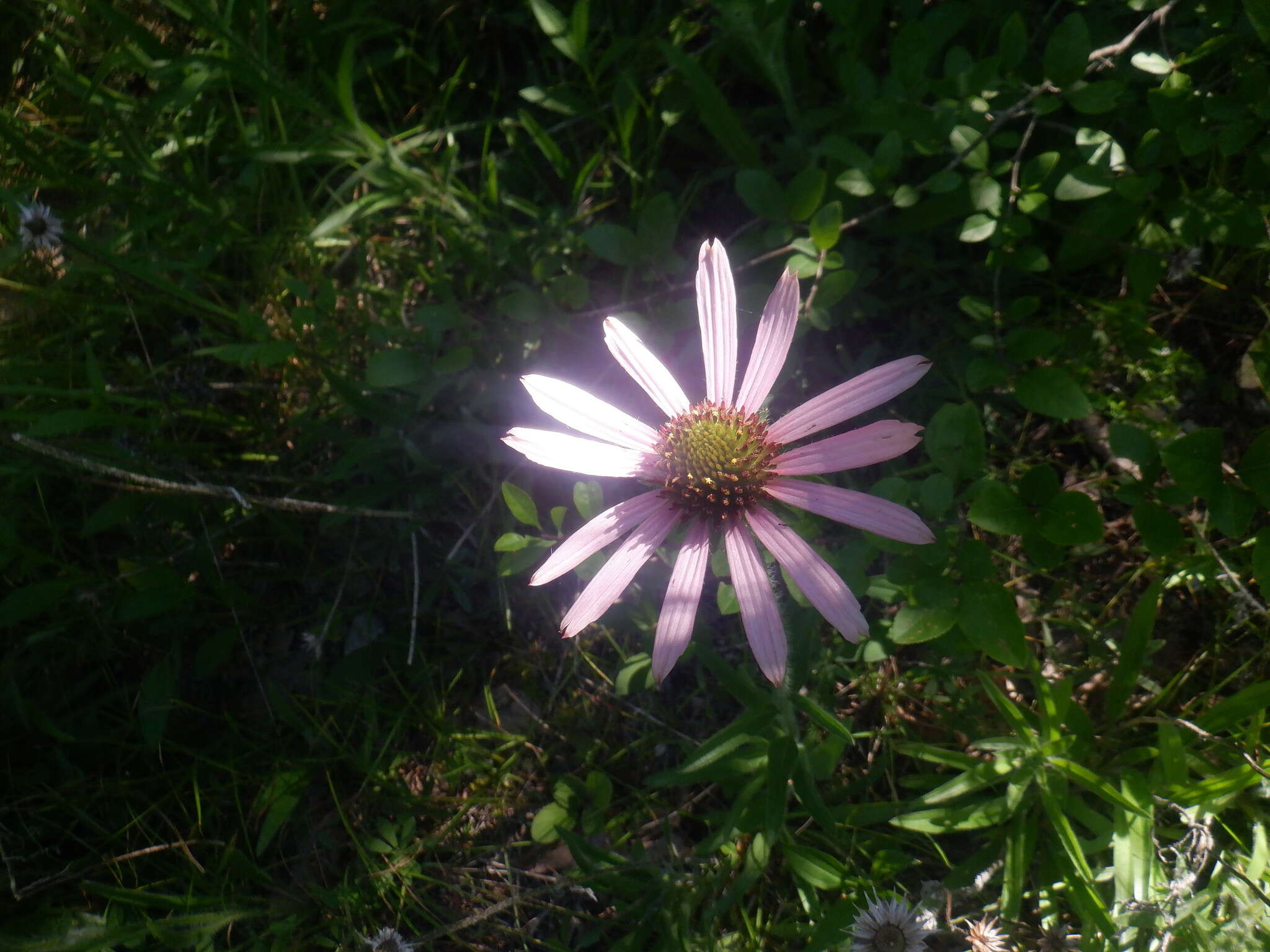 Image of Tennessee purple coneflower