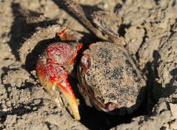 Image of East African red mangrove crab