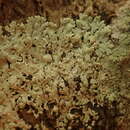 Image of Physcia poncinsii Hue