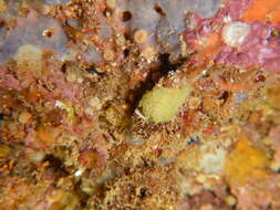 Image of yellow Clathrina