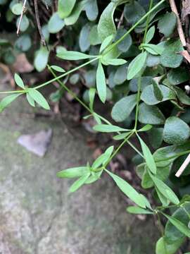 Image of Galium binifolium N. A. Wakef.