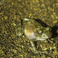 Image of Yucatan Rainfrog