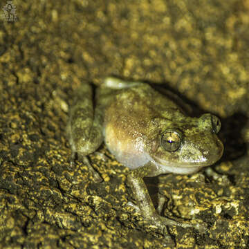 Image of Yucatan Rainfrog