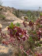 Image of wedge-leaf hopbush