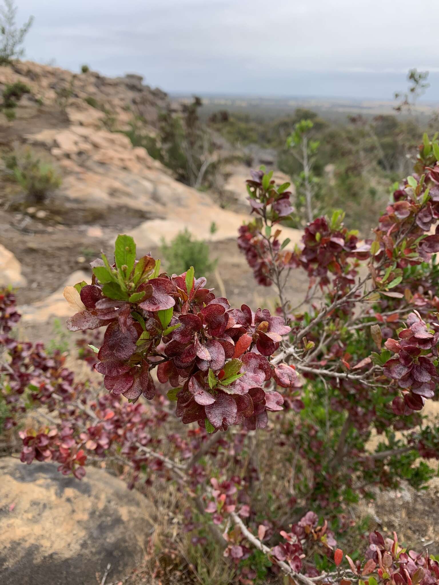 Image of wedge-leaf hopbush