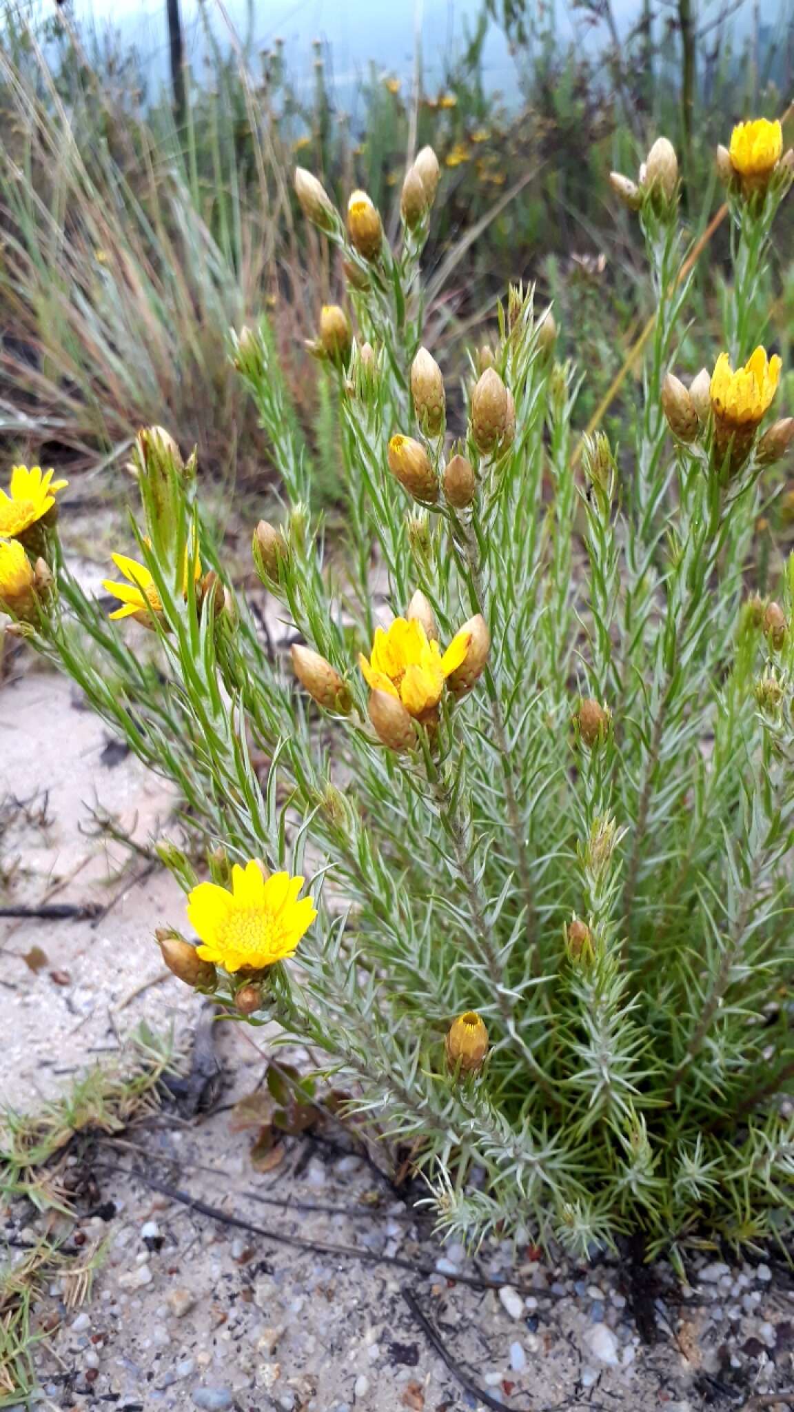 Image of Oedera pungens subsp. pungens