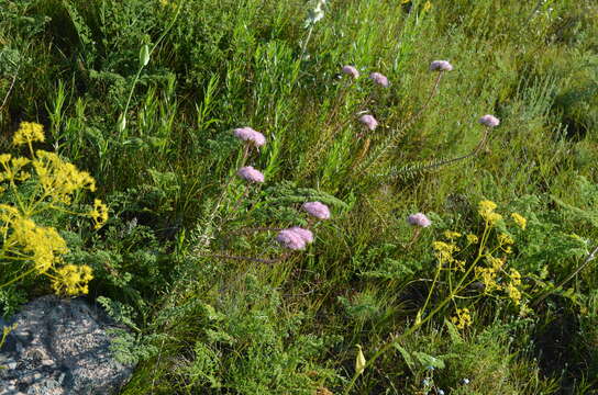 Image of Pseudosedum longidentatum Boriss.