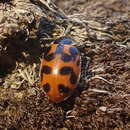 Image of Hippodamia washingtoni Timberlake 1939