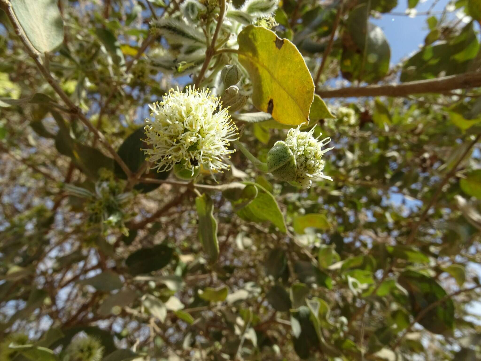 Sivun Guiera senegalensis J. F. Gmel. kuva