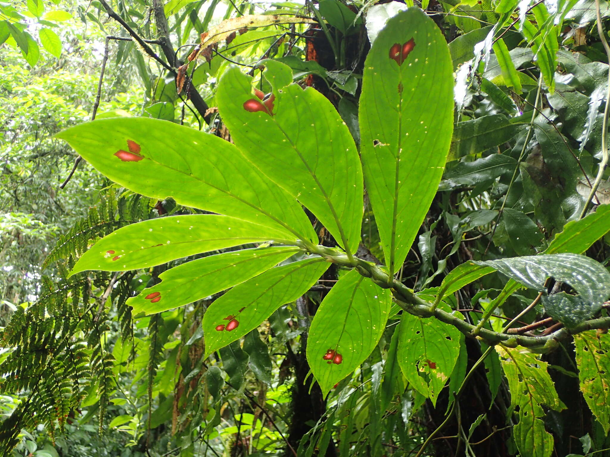 Imagem de Columnea consanguinea Hanst.