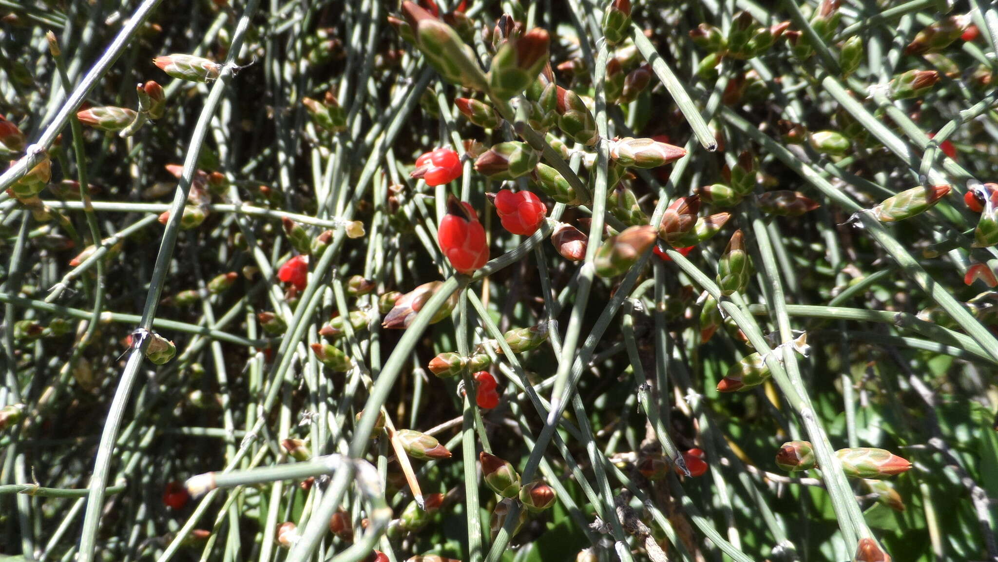 Imagem de Ephedra triandra Tul.