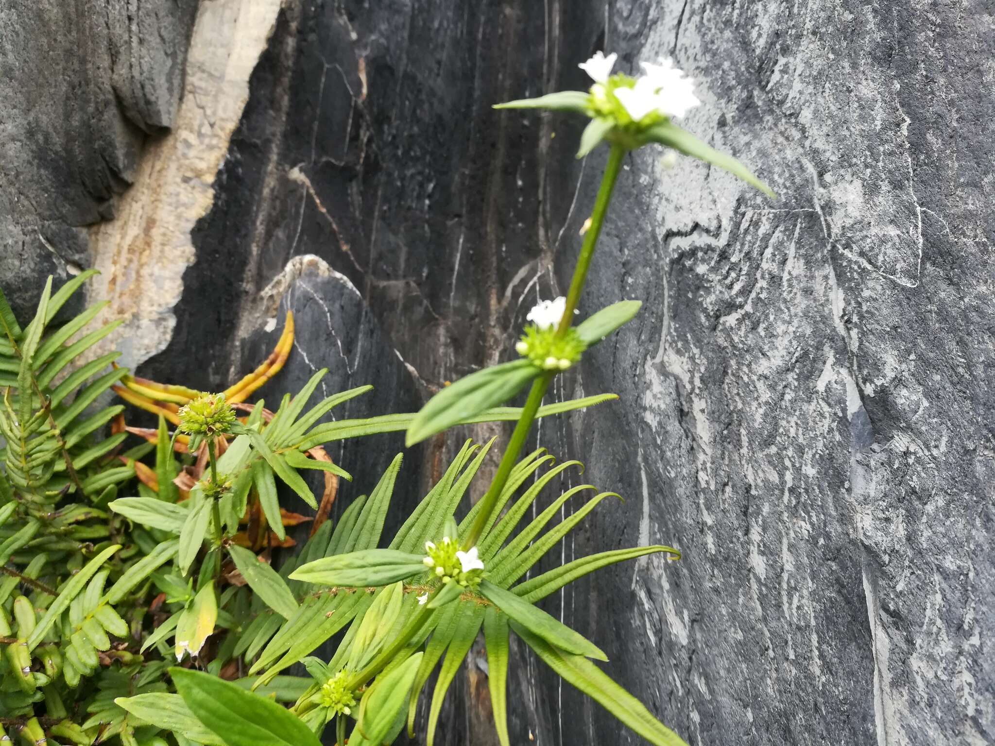 Image of Slender False Buttonweed