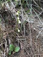 Image of Pyrola japonica Klenze ex Alef.