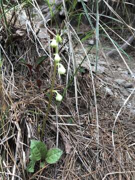 Imagem de Pyrola japonica Klenze ex Alef.