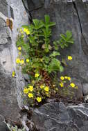 Imagem de Potentilla ancistrifolia Bunge