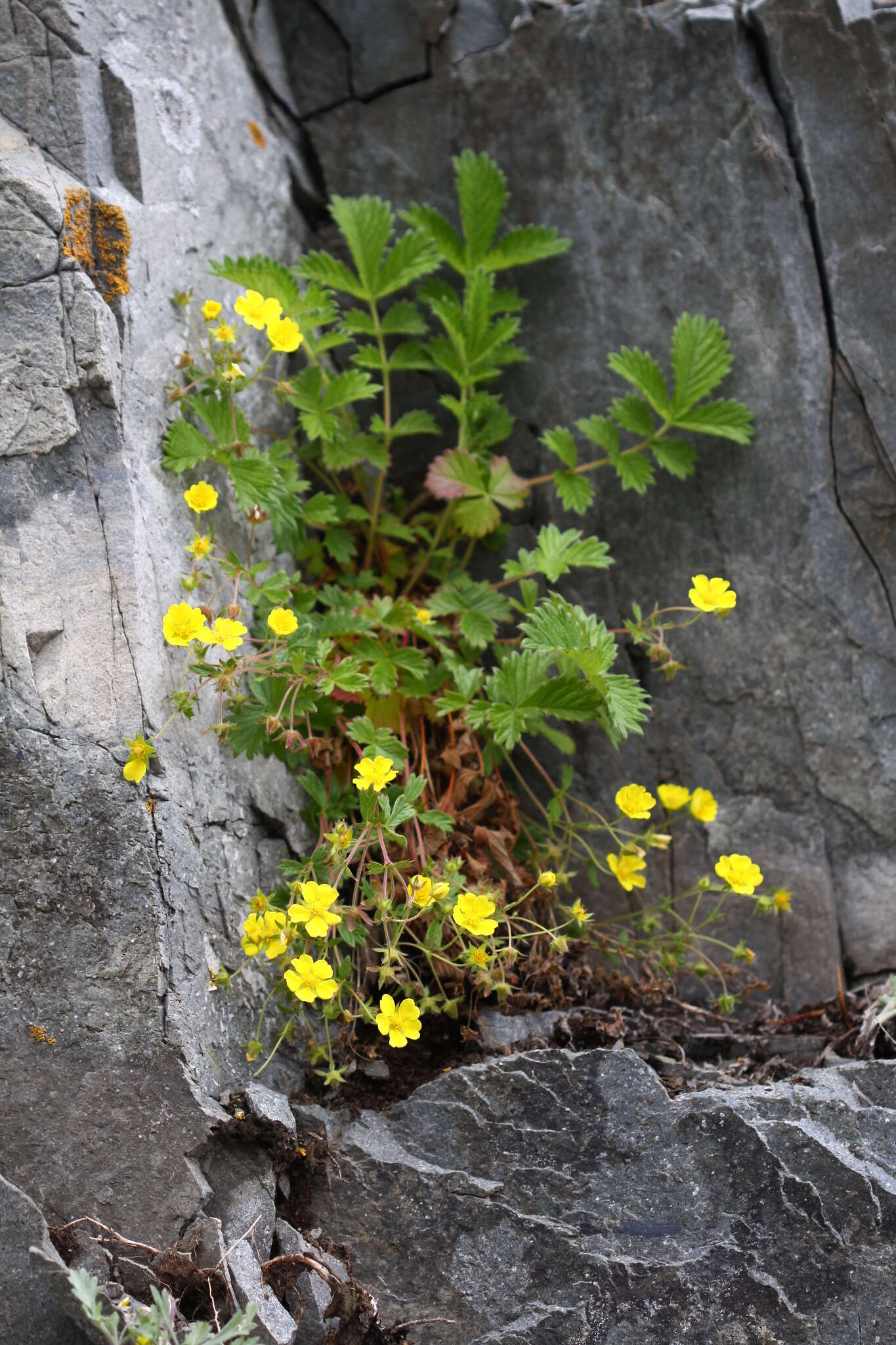 Imagem de Potentilla ancistrifolia Bunge