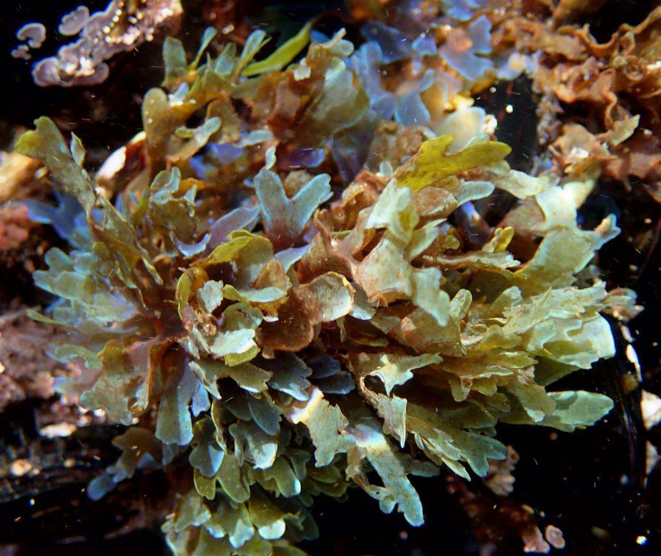 Image of Brown algae