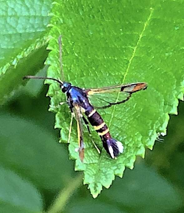 Image of Rhododendron Borer Moth