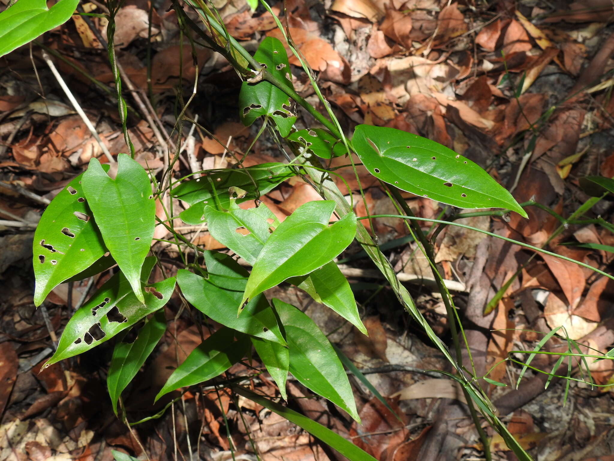 Dioscorea transversa R. Br. resmi