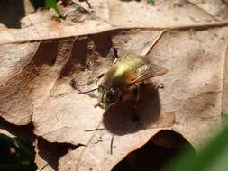 Image de Anthophora plumipes (Pallas 1772)