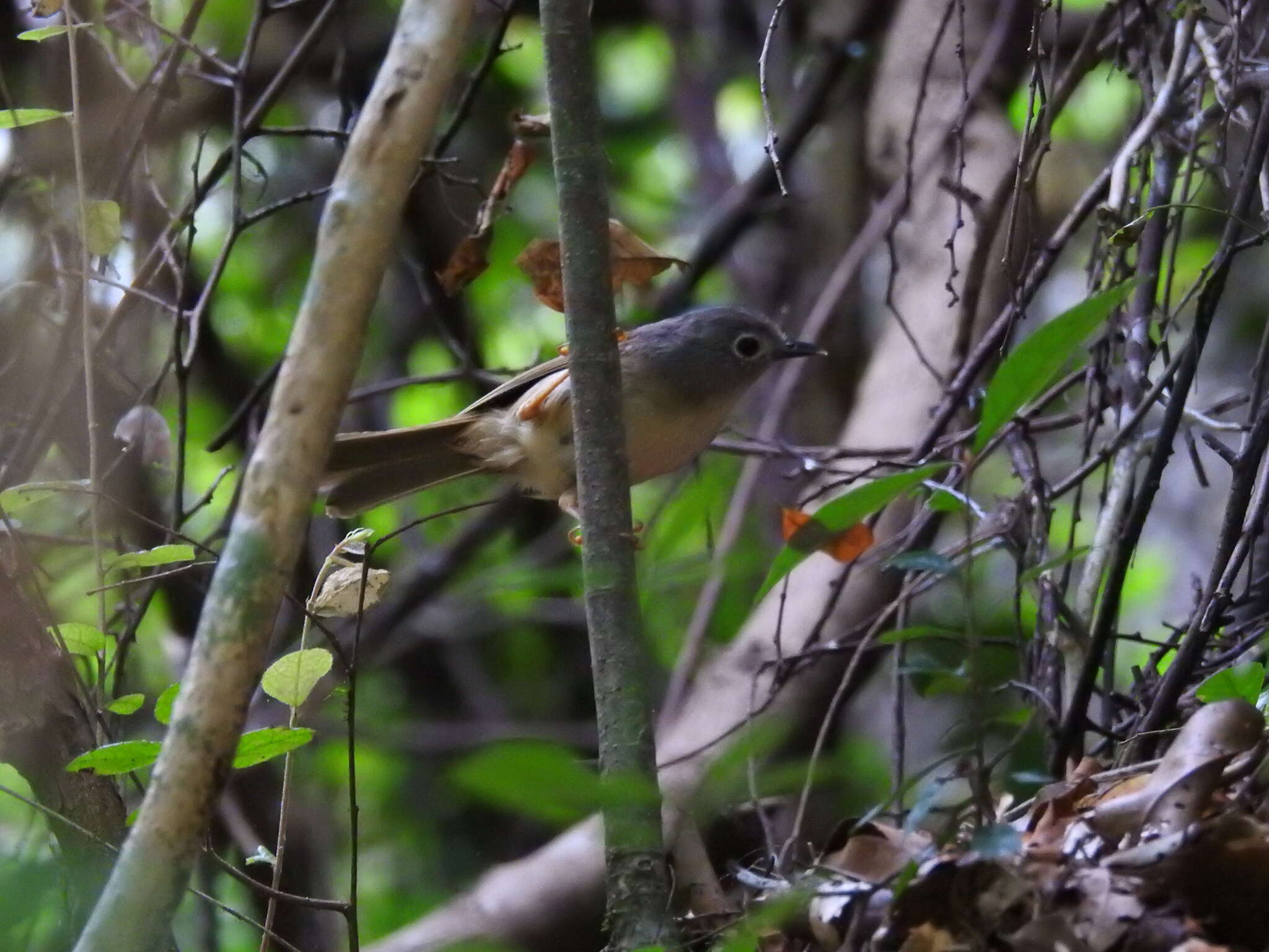 Image of Huet's Fulvetta