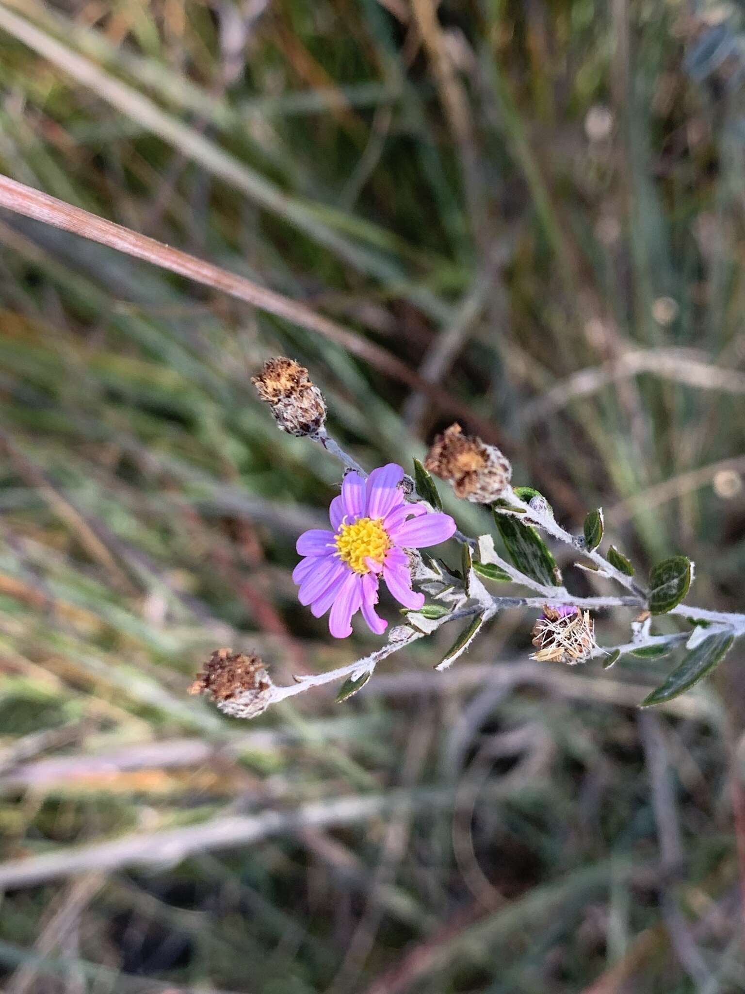 Image of Athrixia phylicoides DC.