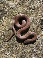 Image of Mountain Earth Snake