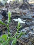 Imagem de Cnidoscolus urens var. stimulosus (Michx.) Govaerts