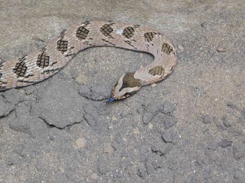 Image of Snouted Night Adder