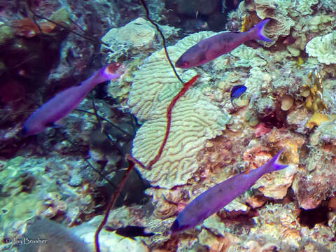 Image of Black Wire Coral