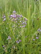 Image of Oxytropis glabra DC.