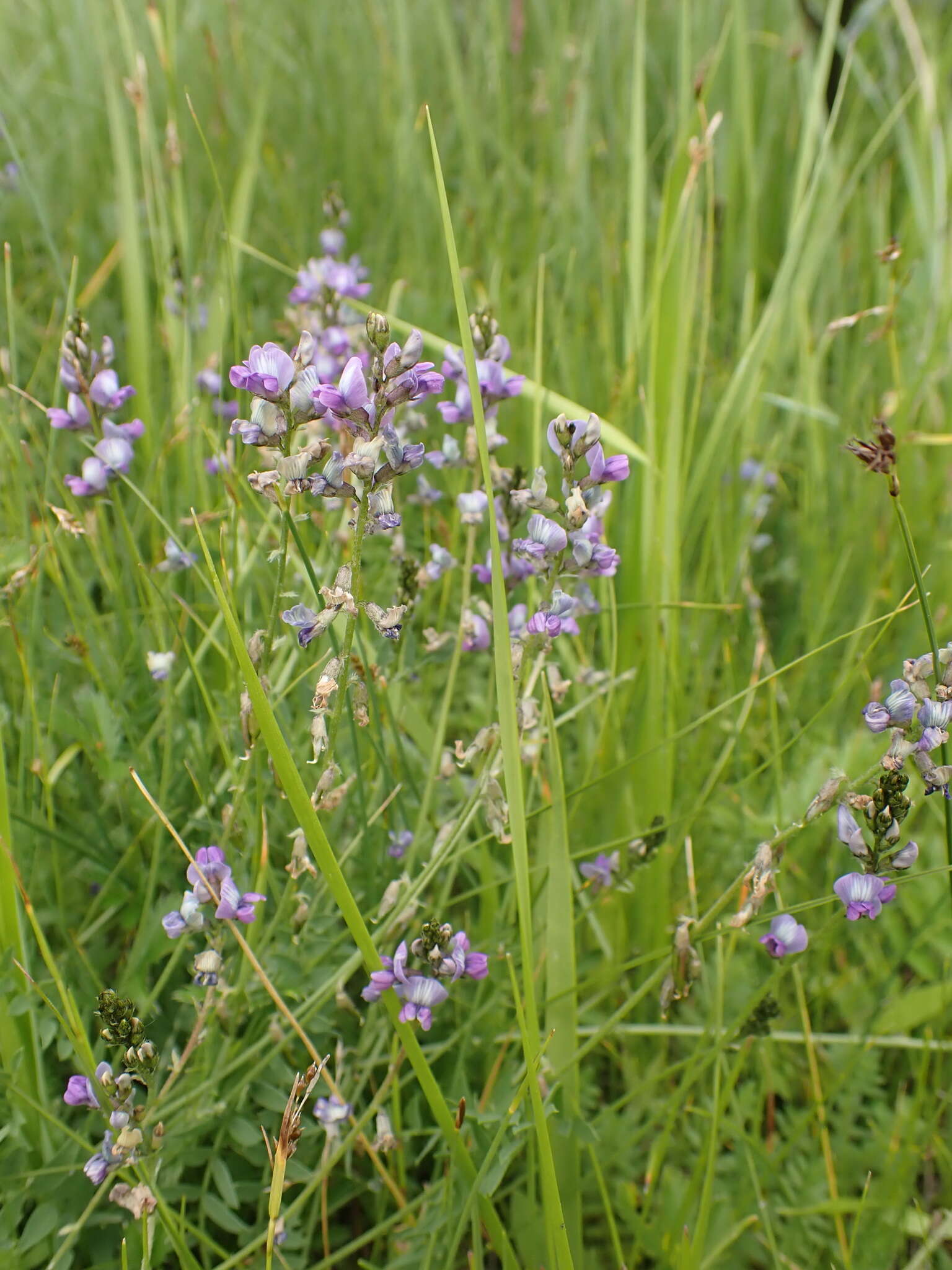 Image of Oxytropis glabra DC.