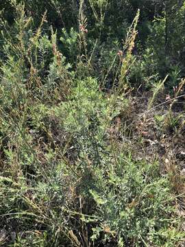 Imagem de Oenothera cinerea (Wooton & Standl.) W. L. Wagner & Hoch