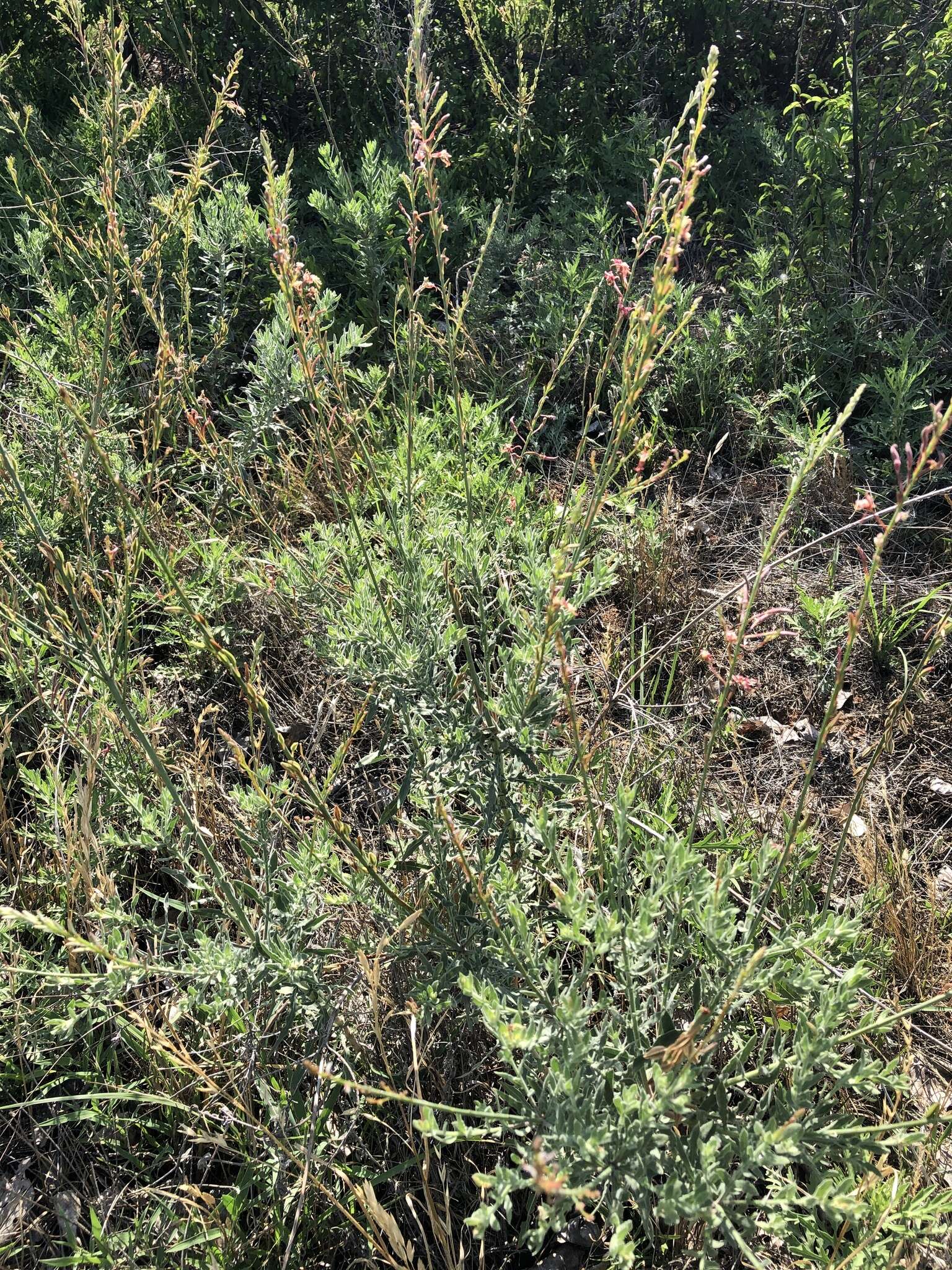 Слика од Oenothera cinerea (Wooton & Standl.) W. L. Wagner & Hoch