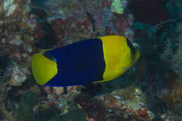 Image of Bicolor Angelfish