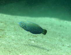 Image of Blue Spotted Wrasse