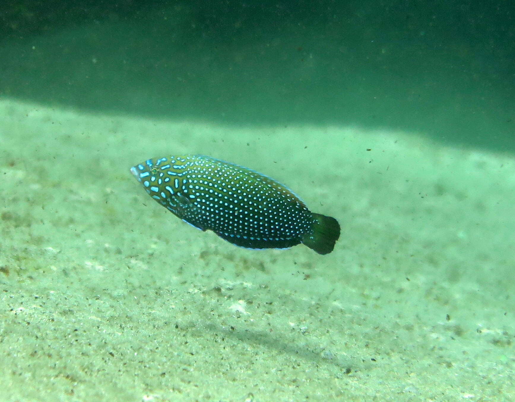 Image of Blue Spotted Wrasse