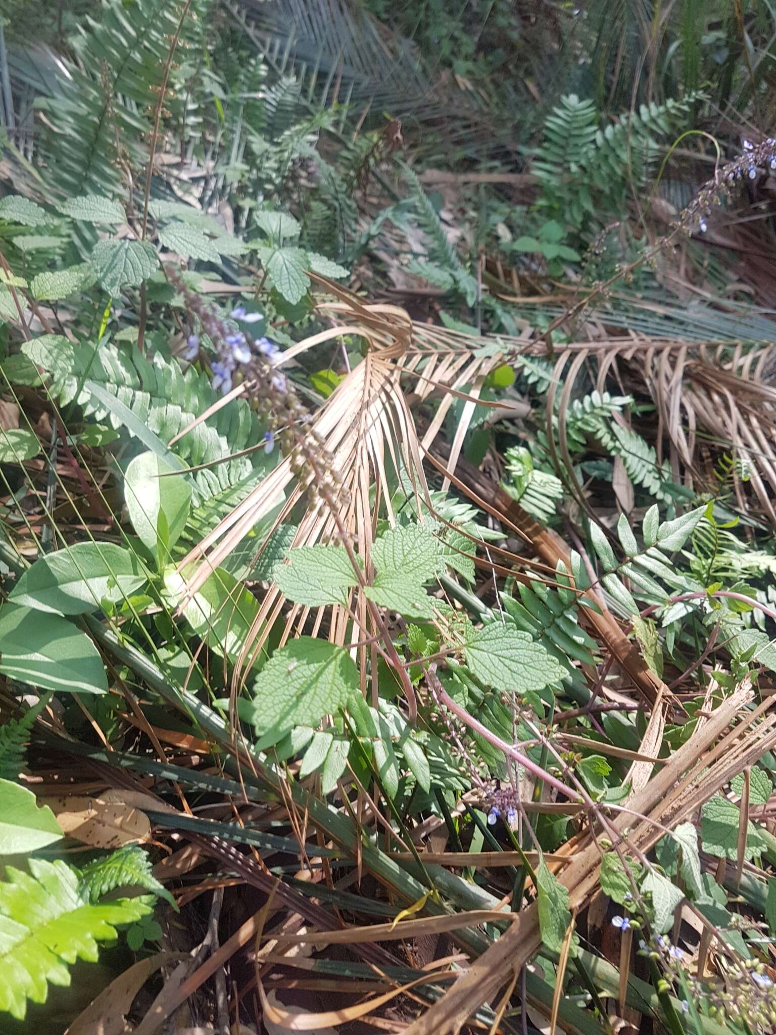 Image of <i>Coleus australis</i>