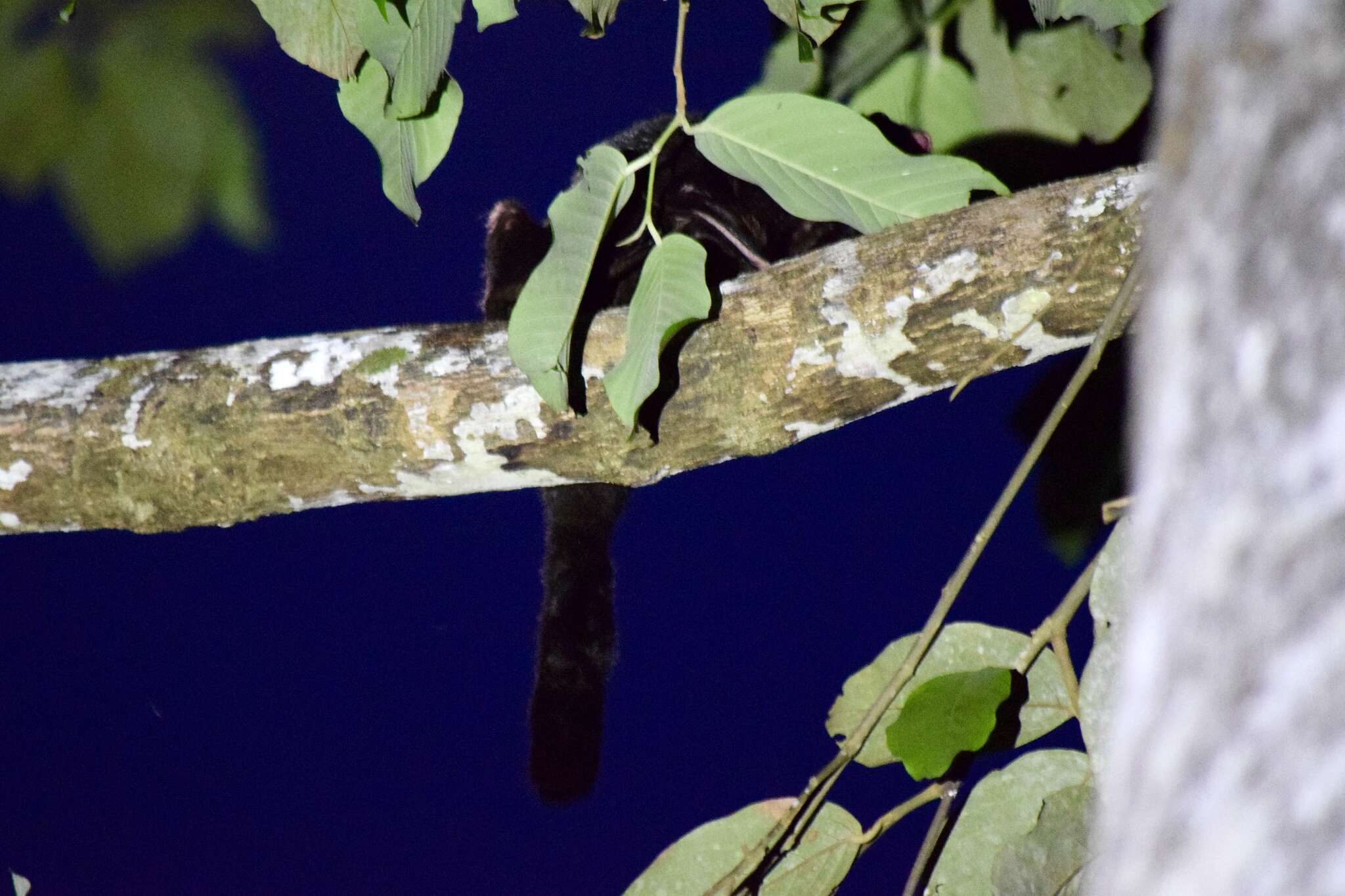 Image of Black Flying Squirrel