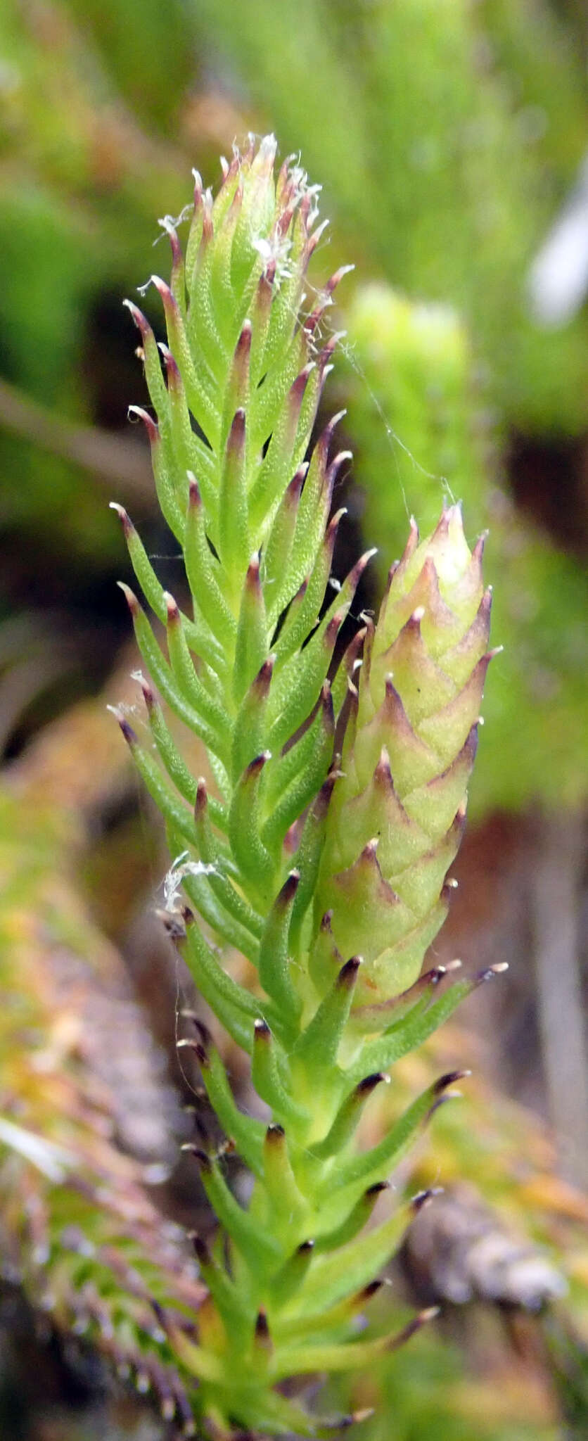 Image of Lateristachys lateralis (R. Br.) Holub