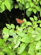 Imagem de Limenitis archippus floridensis Strecker 1878