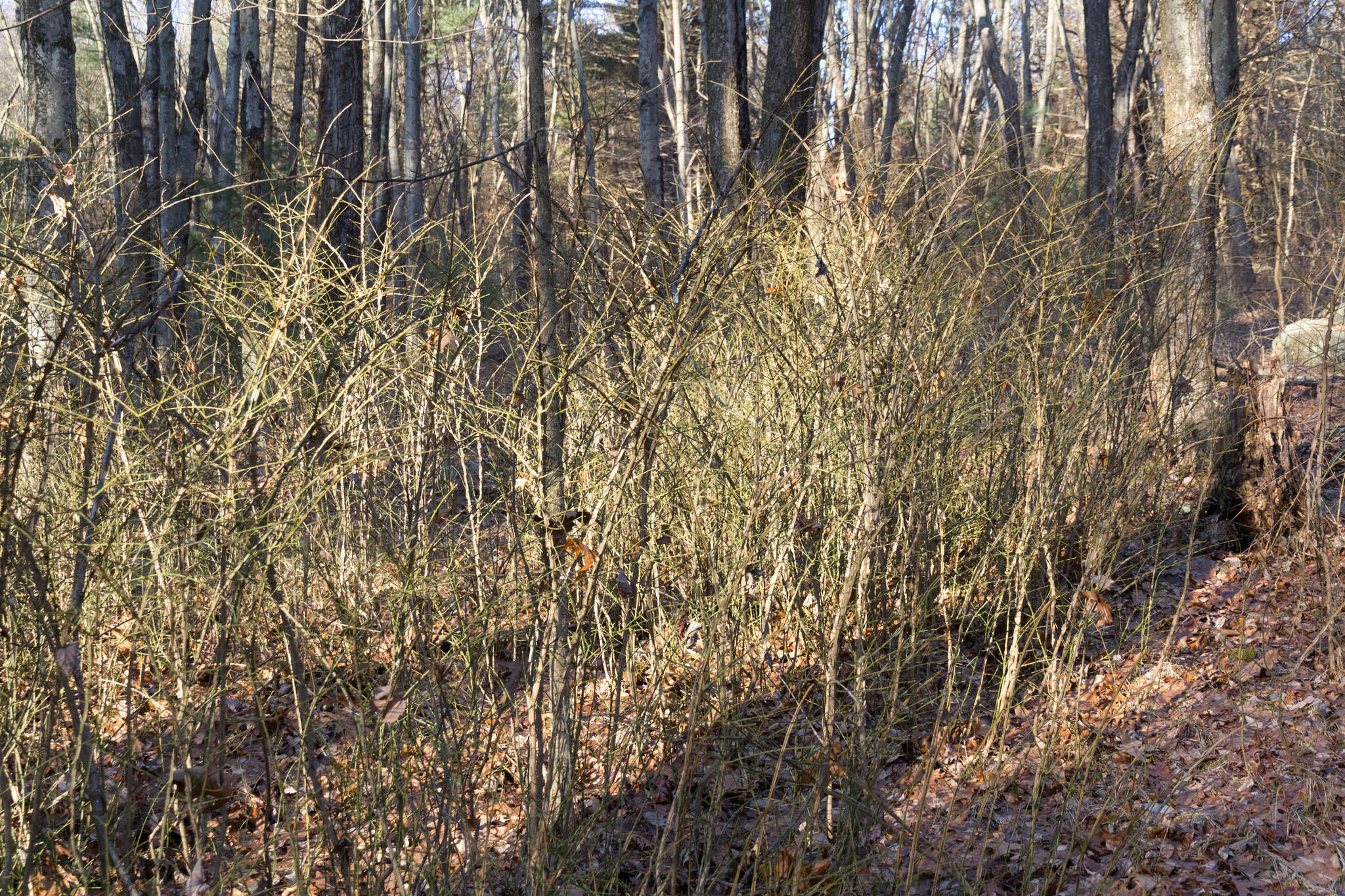 Image de Euonymus alatus (Thunb.) Siebold