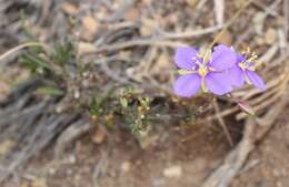 Image of Heliophila suavissima Burch. ex DC.