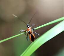 صورة Trachylestes Stål 1868